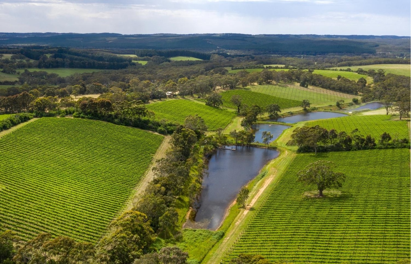 The Range Vineyard